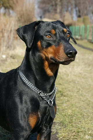 Black and tan German Pinscher with a short coat