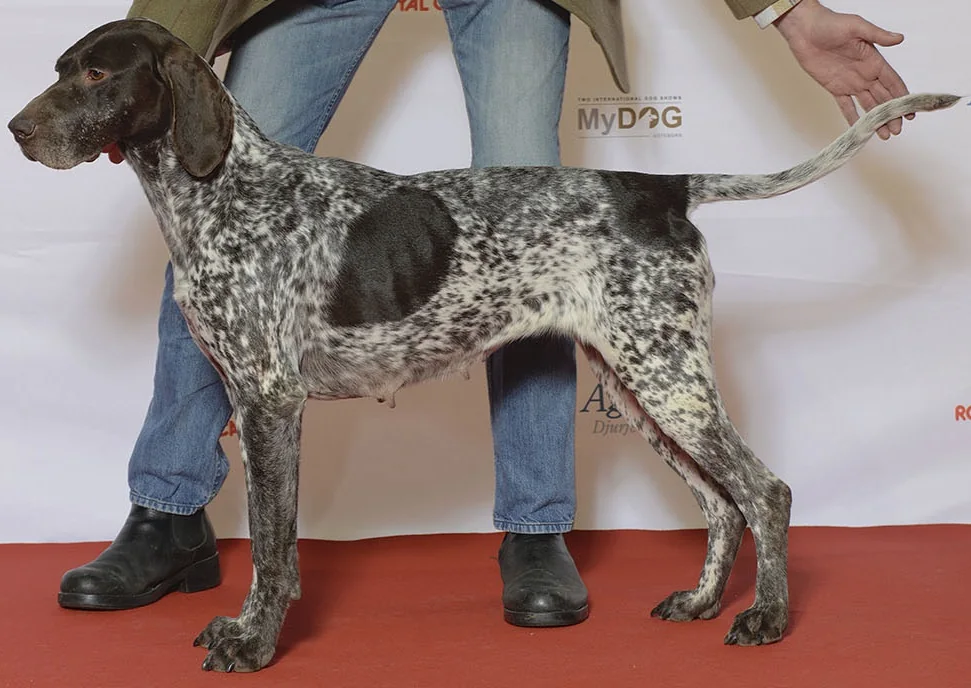 German Shorthaired Pointer standing in profile with a brown head and roan body