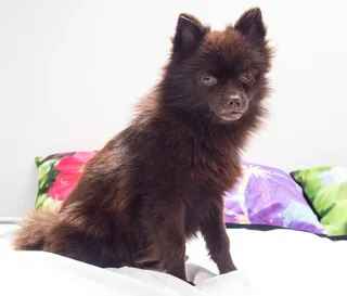Brown Kleinspitz sitting with upright ears and a thick coat