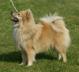 Cream sable Mittelspitz standing with a curled plumed tail