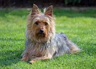 Australian Silky Terrier lying on grass with a long blue and tan coat