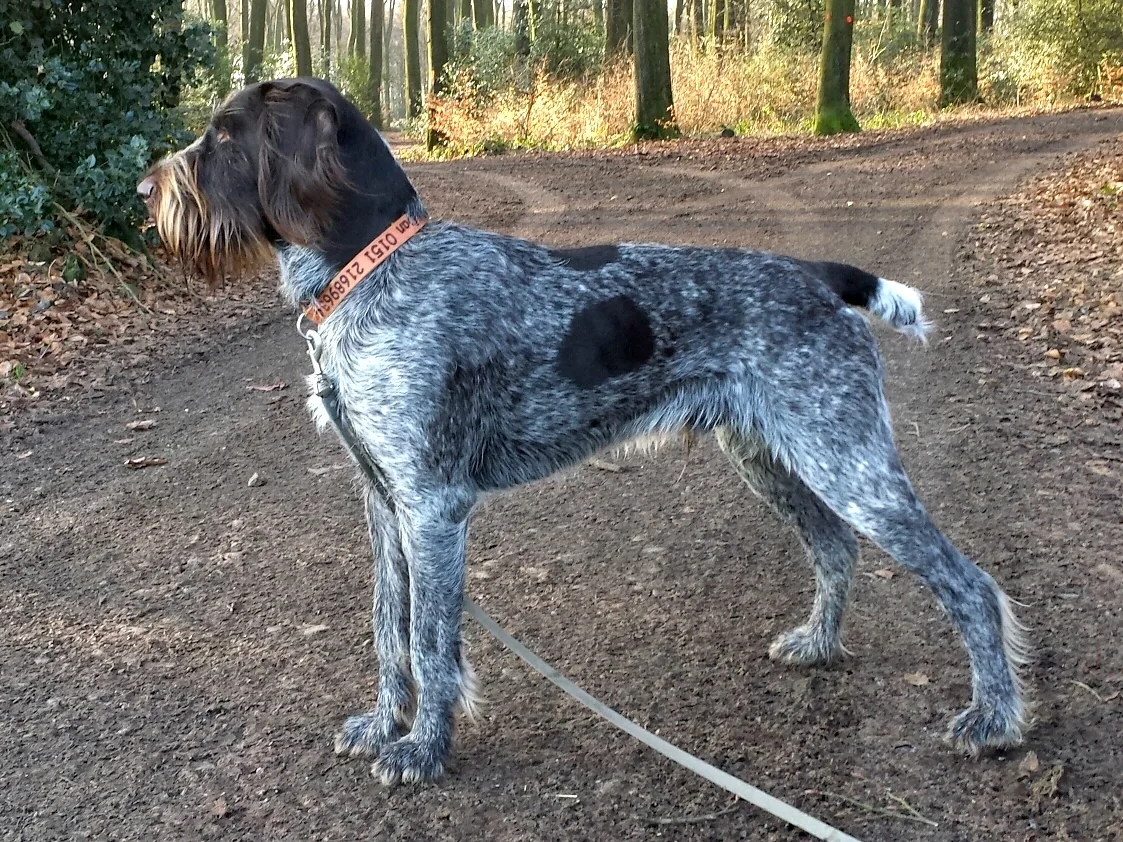 German Wirehaired Pointer standing in a wooded area with a wiry beard