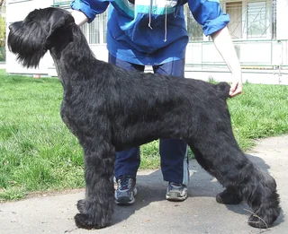 Black Giant Schnauzer standing at a dog show with a clipped coat and beard