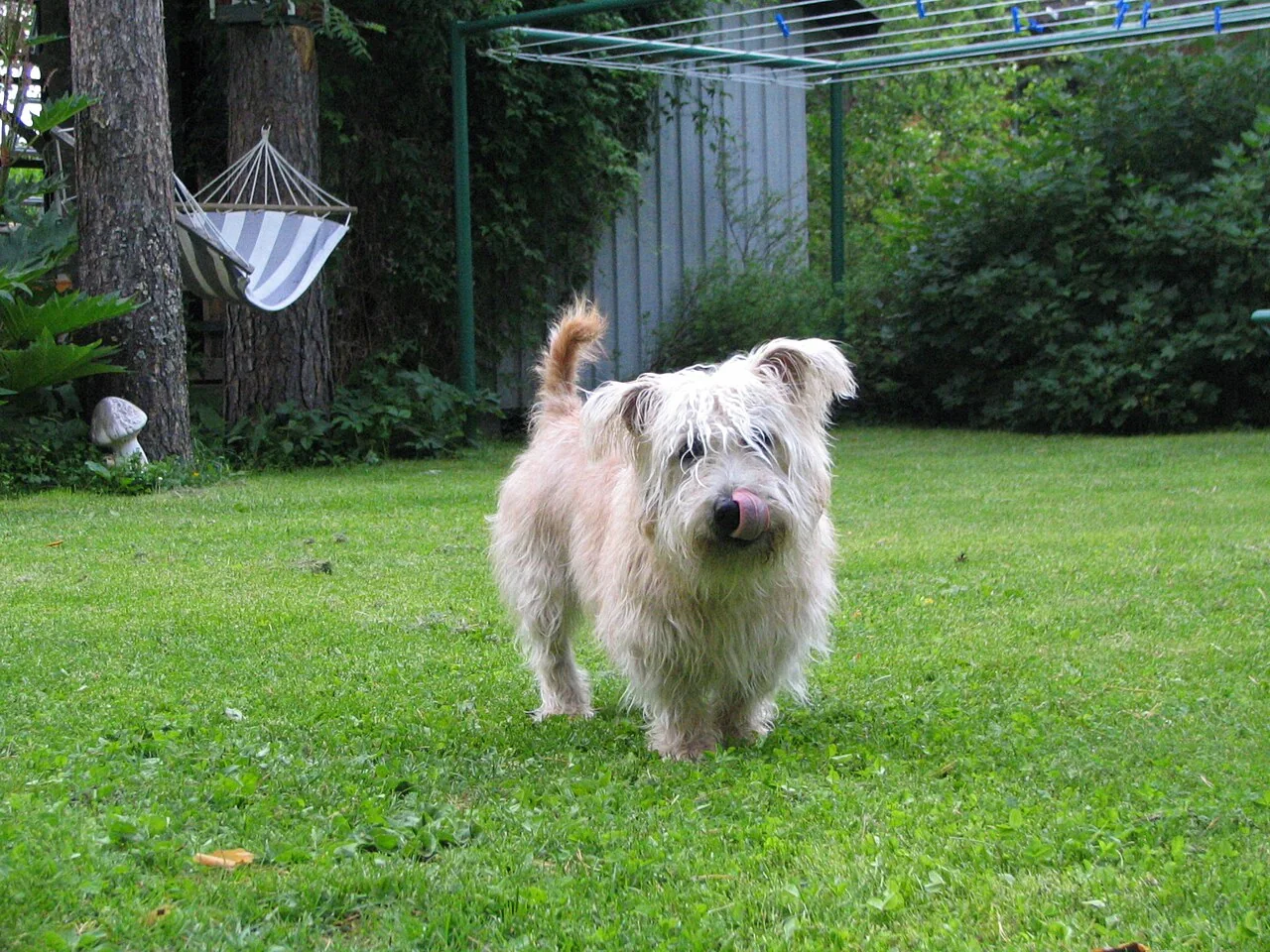 Glen of Imaal Terrier standing in a garden with a shaggy wheaten coat