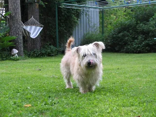 Glen of Imaal Terrier standing in a garden with a shaggy wheaten coat