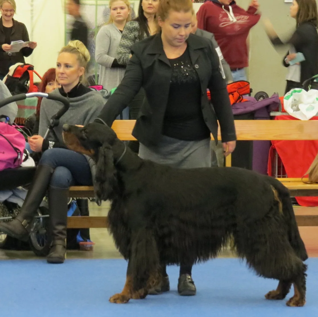 Black and tan Gordon Setter standing at a dog show