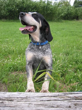 Grand Bleu de Gascogne sitting outdoors with long ears and a blue collar