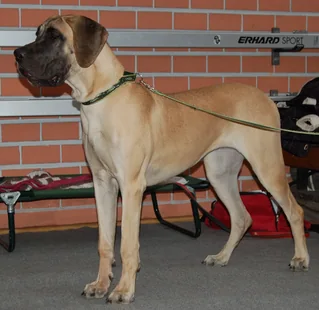 Fawn Great Dane standing in profile with a black mask