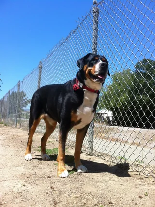 Greater Swiss Mountain Dog standing outdoors with a short tricolor coat