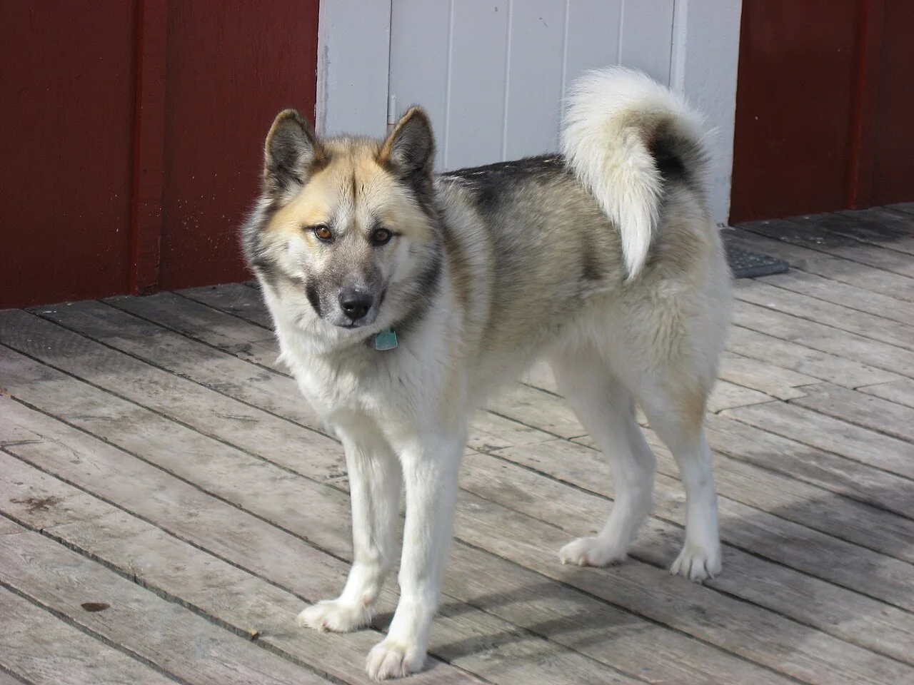 Gray and white Greenland Dog standing on a wooden deck with a curled tail