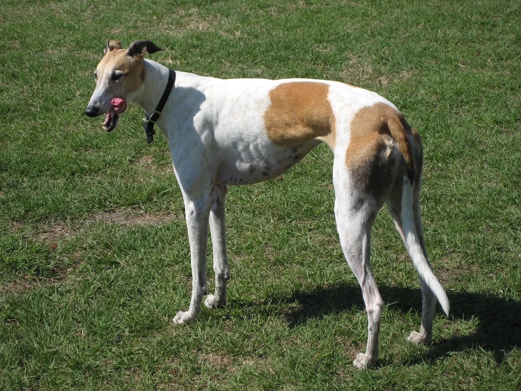White and brown Greyhound standing on grass with a slender outline