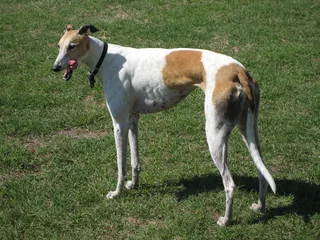 White and brown Greyhound standing on grass with a slender outline