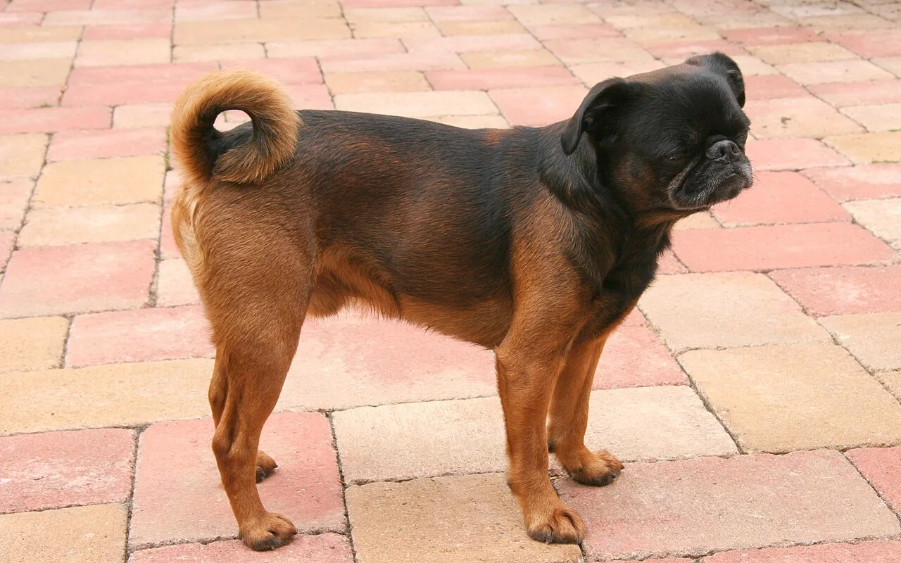 Smooth-coated Petit Brabancon standing on a paved path