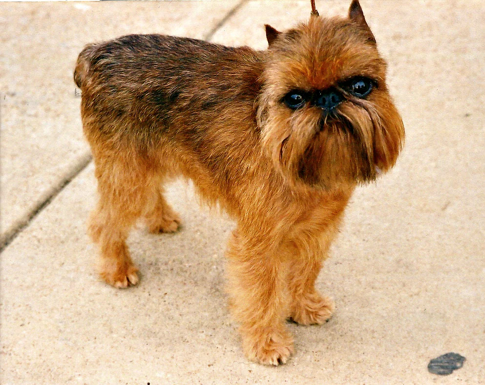 Rough-coated Brussels Griffon standing and looking upward