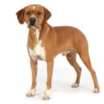 A Portuguese Pointer standing upright with a short coat, primarily brown with white markings on the chest and paws.