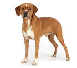A Portuguese Pointer standing upright with a short coat, primarily brown with white markings on the chest and paws.