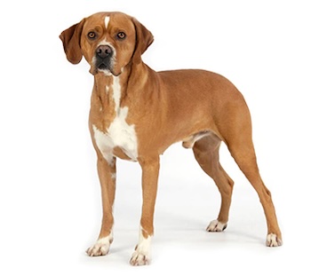 A Portuguese Pointer standing upright with a short coat, primarily brown with white markings on the chest and paws.