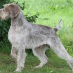 Slovakian Rough-Haired Pointer standing in profile, showcasing its distinctive coat and posture.
