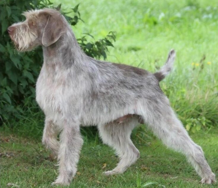 Slovakian Rough-Haired Pointer standing in profile, showcasing its distinctive coat and posture.