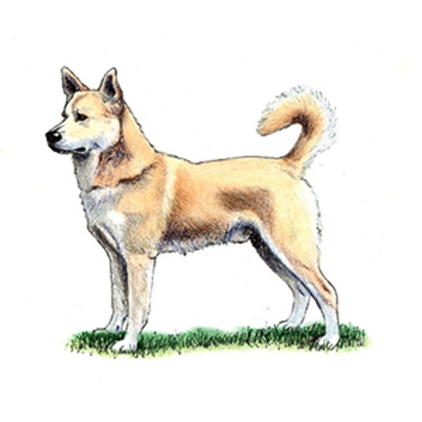 Canaan Dog – breed information, traits and care