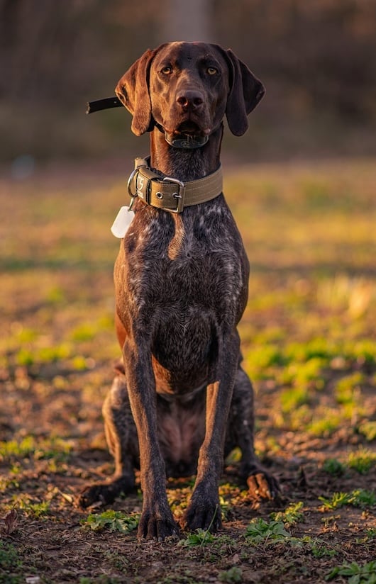 German Shorthaired Pointer sitting on the ground with a collar, displaying a sleek coat and attentive expression.