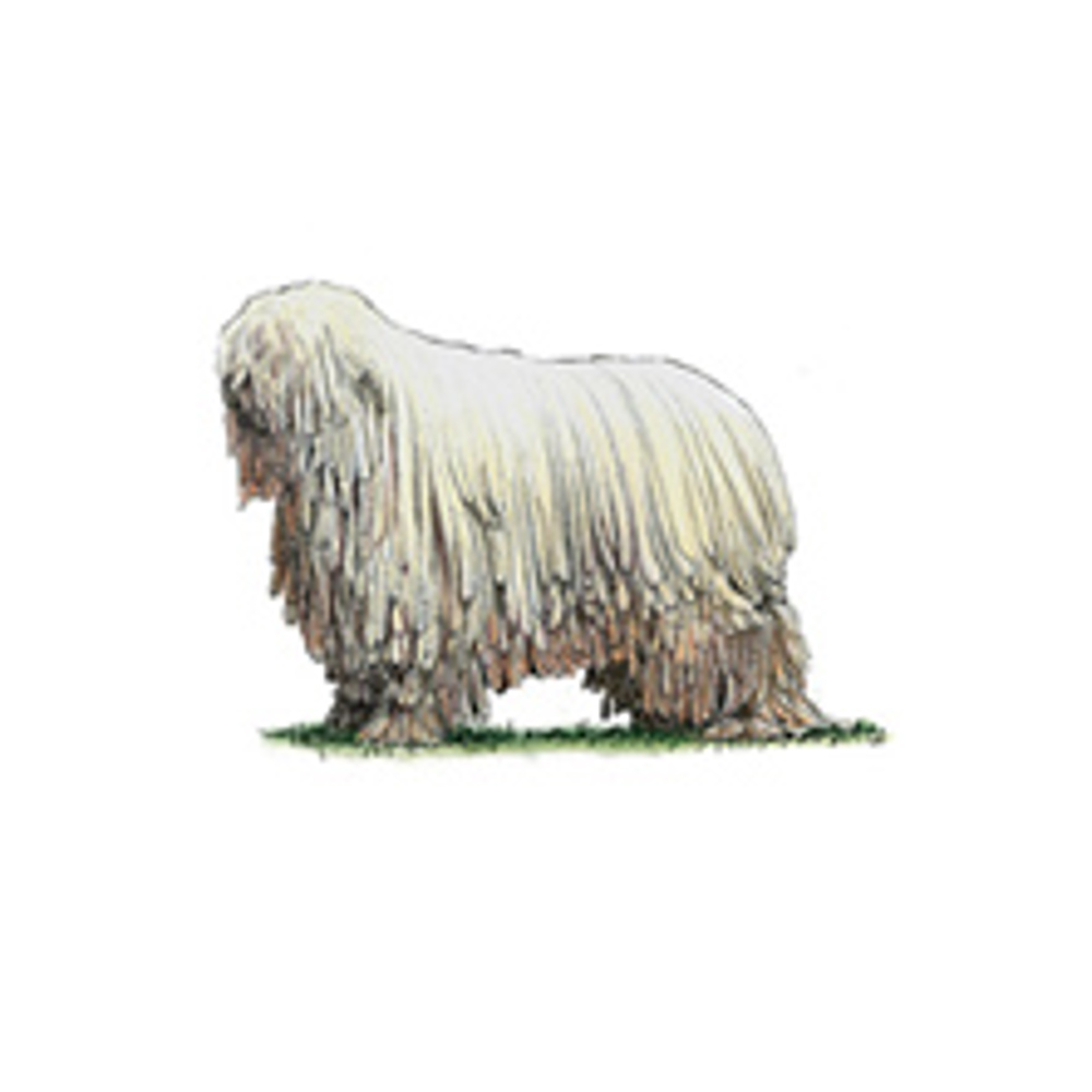 Komondor – breed information, traits and care