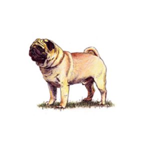 A fawn Pug with a dark, wrinkled face and curled tail stands on grass, showing the breed’s distinctive look and sturdy build.