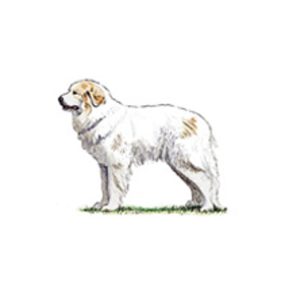 A large Pyrenean Mountain Dog with a thick white coat and tan markings stands in profile, reflecting its dignified stature.