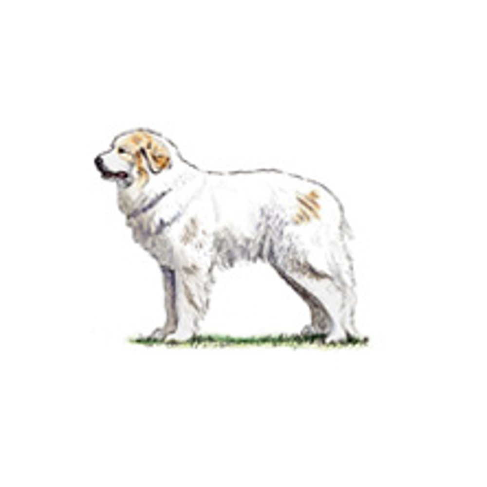 A large Pyrenean Mountain Dog with a thick white coat and tan markings stands in profile, reflecting its dignified stature.