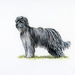 A long-haired Pyrenean Sheepdog stands on a small patch of grass, its shaggy coat draping over its face, body, and legs.