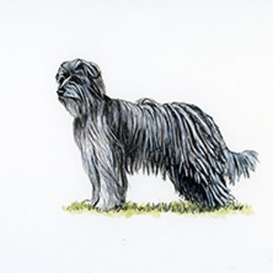 A long-haired Pyrenean Sheepdog stands on a small patch of grass, its shaggy coat draping over its face, body, and legs.
