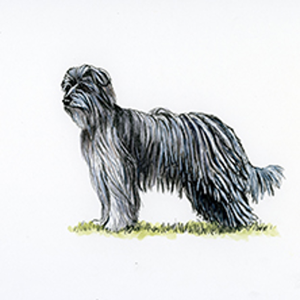 A long-haired Pyrenean Sheepdog stands on a small patch of grass, its shaggy coat draping over its face, body, and legs.