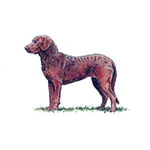 A large Chesapeake Bay Retriever stands on grass in profile, showing its muscular build and short, wavy coat.