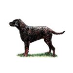 A Curly-Coated Retriever stands in profile on a patch of grass, displaying the breed’s distinctive tight, water-resistant curls.