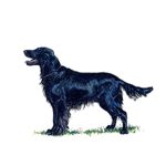 A large, dark-coated Flat-Coated Retriever stands alert on grass, its head raised and long feathered tail extended behind it.