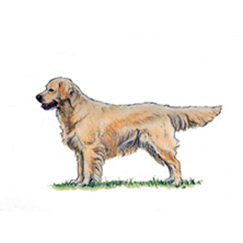 A golden-coated Retriever (Golden) stands in profile on grass, showing its large build and distinctive feathered coat.