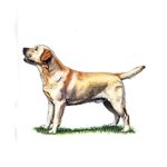 A Labrador Retriever stands alert on grass, illustrating the breed’s traits and care needs in a detailed guide.