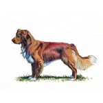 A red-orange Nova Scotia Duck Tolling Retriever stands alert on grass, showing its feathered coat and bushy tail.