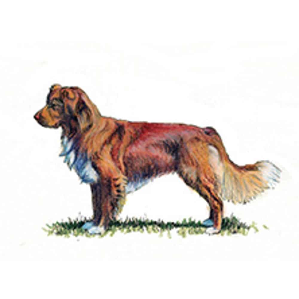 A red-orange Nova Scotia Duck Tolling Retriever stands alert on grass, showing its feathered coat and bushy tail.