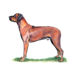 A standing Rhodesian Ridgeback with a muscular frame and distinctive back ridge, illustrating traits of this large hound.