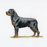 A large Rottweiler stands in profile on grass, showing its confident stance, muscular build, and short black-and-tan coat.