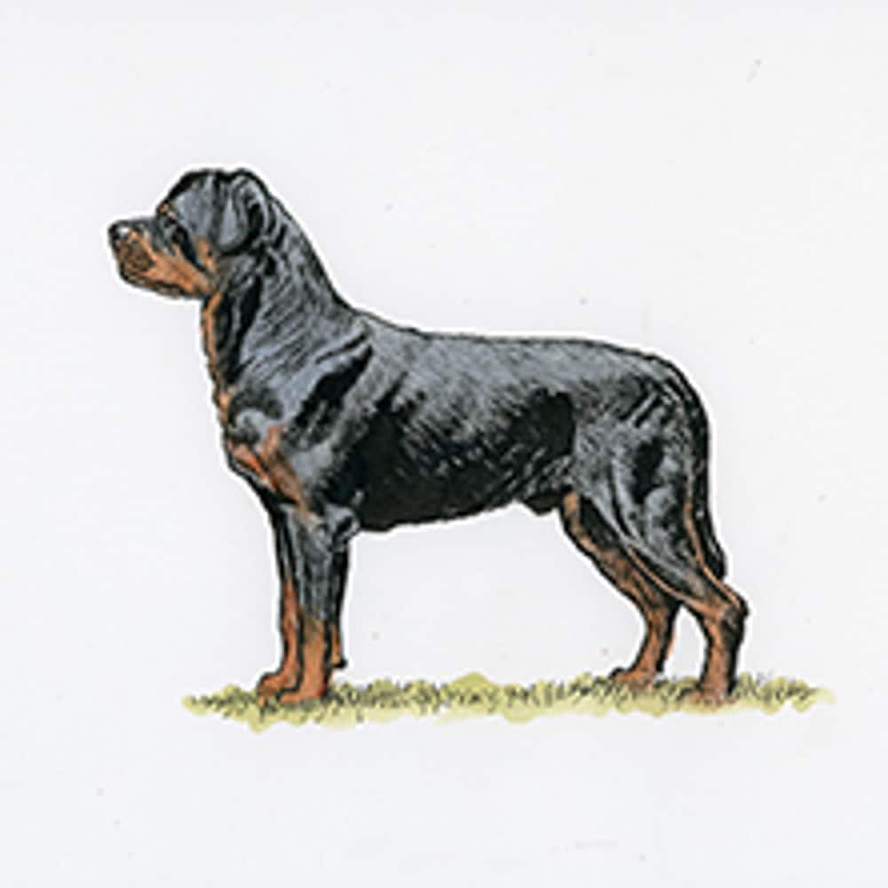 A large Rottweiler stands in profile on grass, showing its confident stance, muscular build, and short black-and-tan coat.