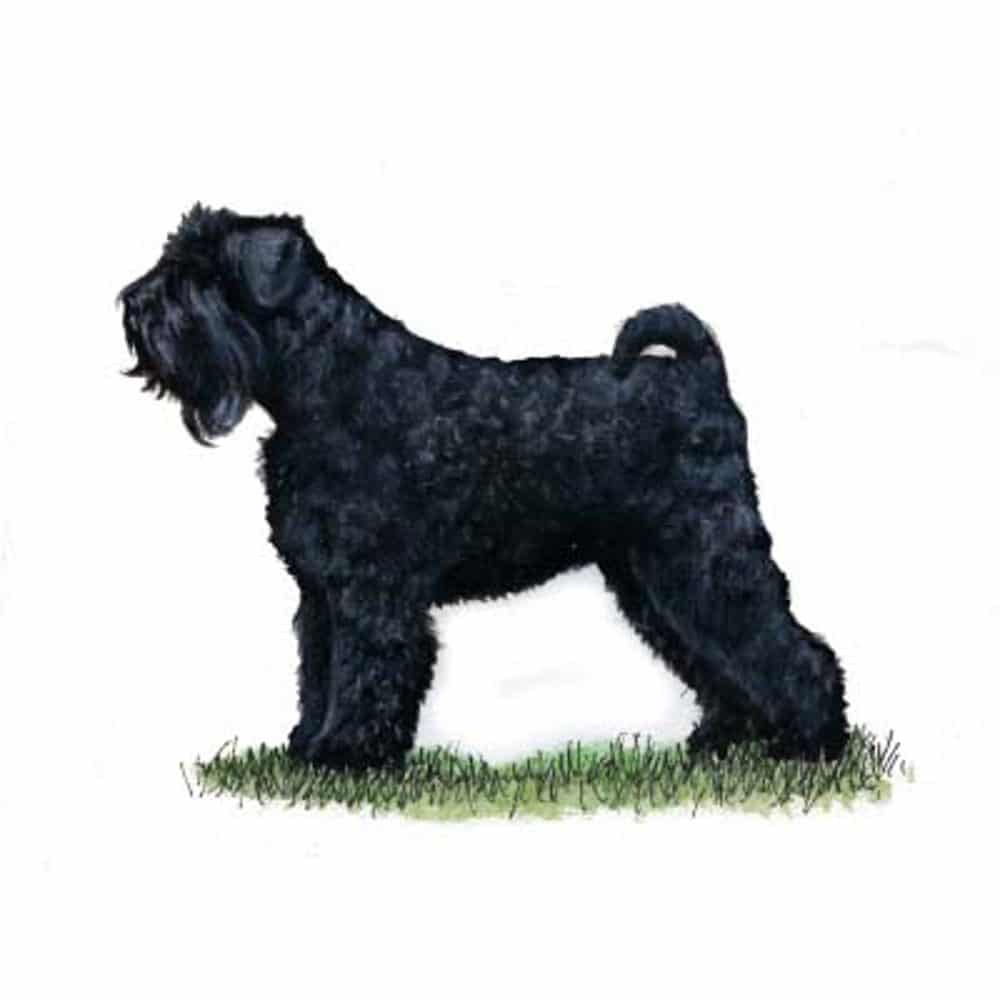 A large black Russian Black Terrier stands in profile on grass, illustrating the breed's appearance in a traits and care guide.