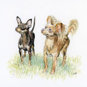 Two illustrated Russian Toy dogs stand on grass, one dark-coated and one tan with long feathered ears and tails.
