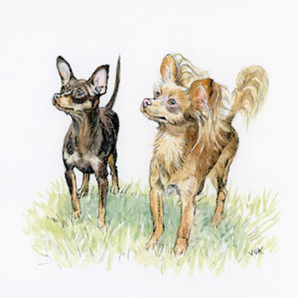 Two illustrated Russian Toy dogs stand on grass, one dark-coated and one tan with long feathered ears and tails.