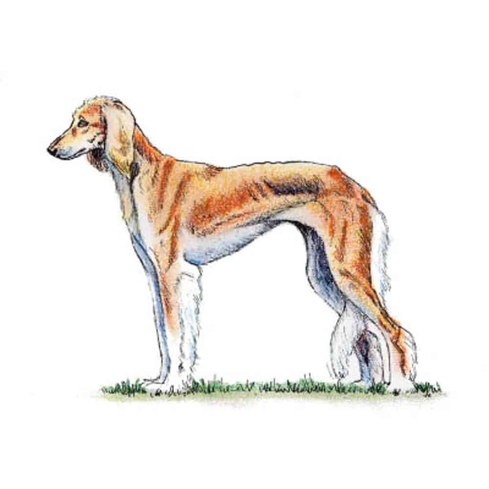 A slender Saluki stands in profile on grass, showing the breed’s long legs, narrow head, and feathered ears.
