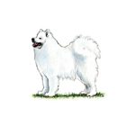 A fluffy white Samoyed stands on grass with its mouth open, showing the breed's trademark smile.