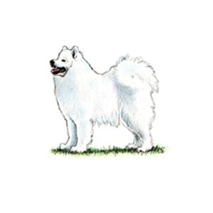 A fluffy white Samoyed stands on grass with its mouth open, showing the breed's trademark smile.