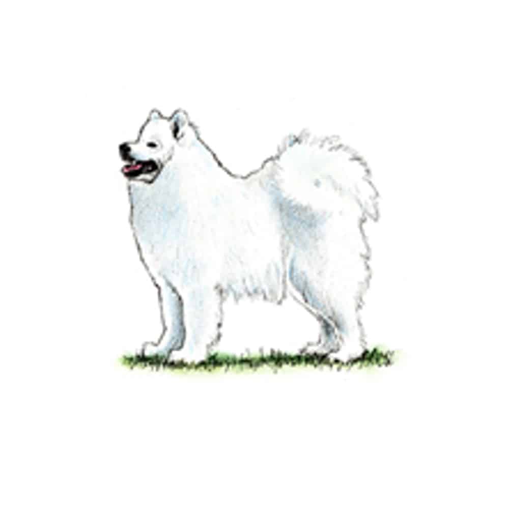 A fluffy white Samoyed stands on grass with its mouth open, showing the breed's trademark smile.