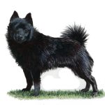 A black Schipperke stands alert on grass, with pointed ears and a fluffy tail against a plain white background.